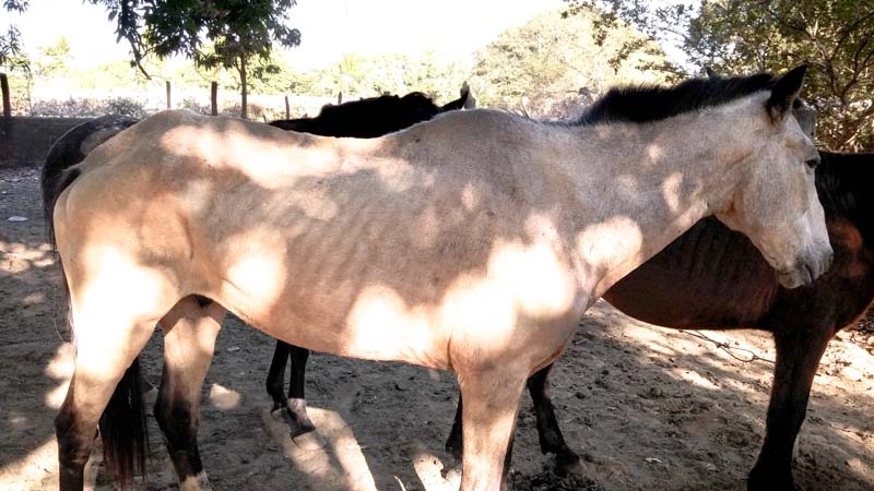 Empresa já trabalha na apreensão de animais de grande porte